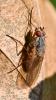 Mycophaga testacea